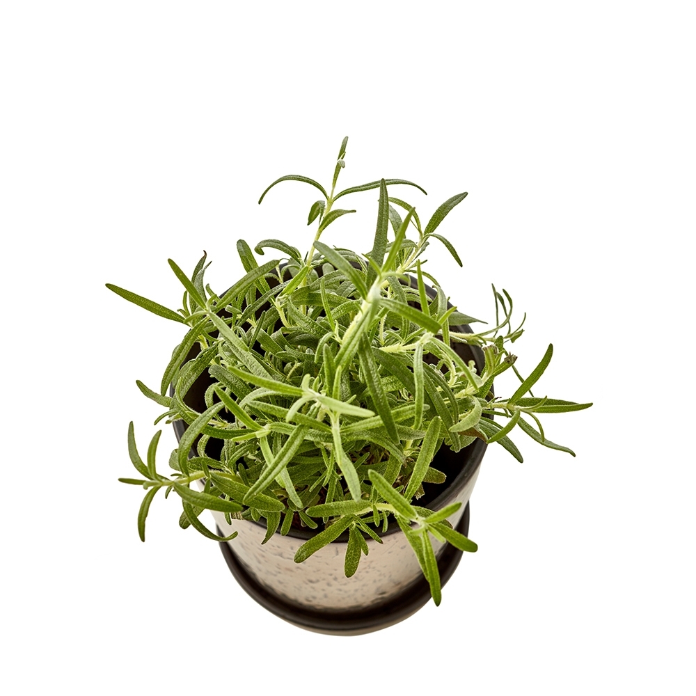 Bitz - Planter with saucer - 14 cm - Black/Bronze Bitz - Planter with saucer - 14 cm - Black/Bronze