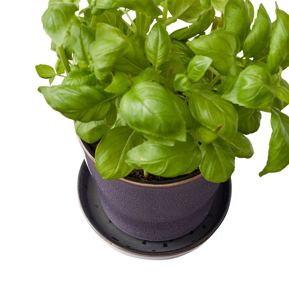 Bitz - Übertopf mit Unterteller - 10 cm - Schwarz/Lila Bitz - Übertopf mit Unterteller - 10 cm - Schwarz/Lila