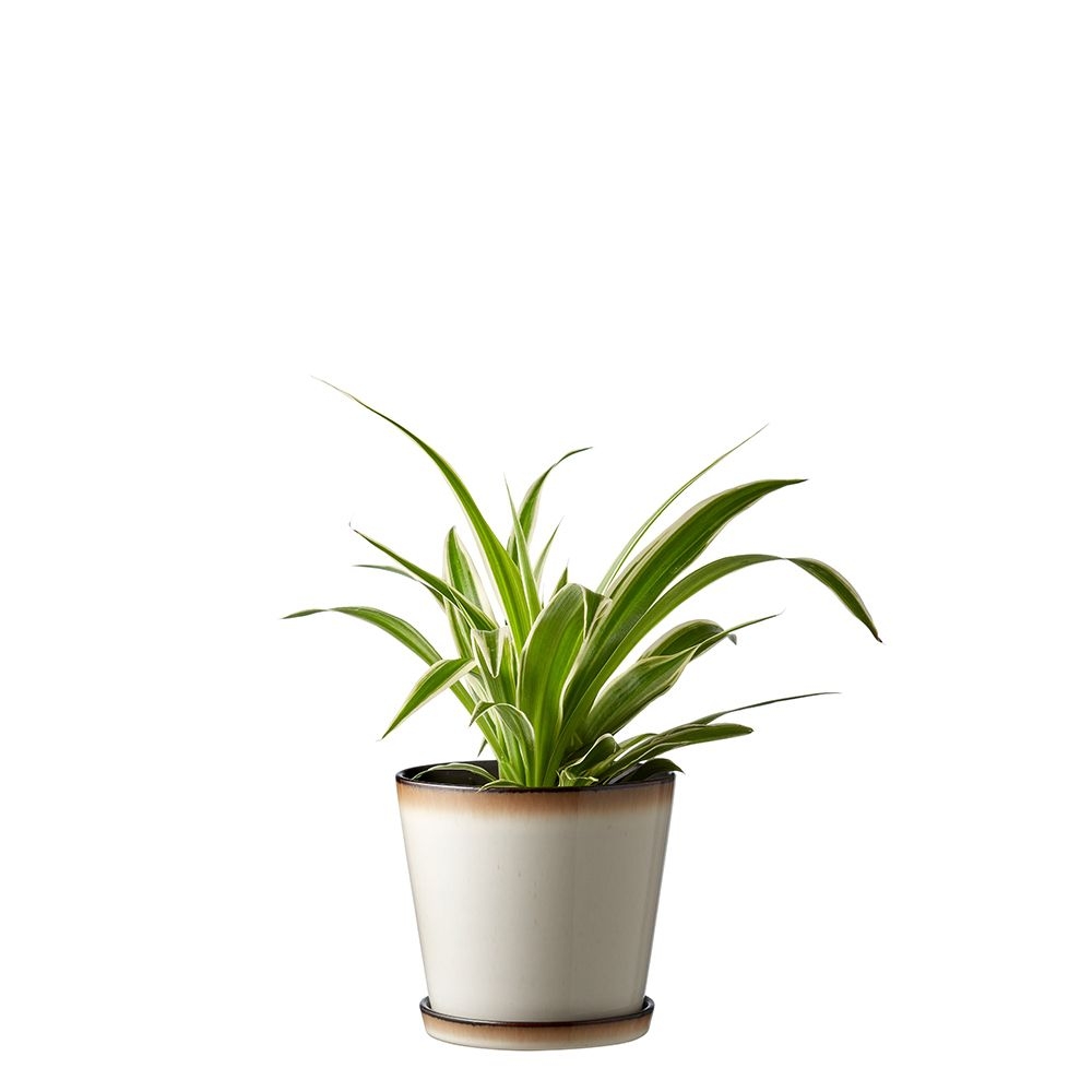 Bitz - Planter with saucer - 14 cm - black/cream Bitz - Planter with saucer - 14 cm - black/cream