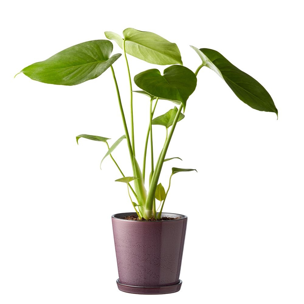 Bitz - Übertopf mit Unterteller - 14 cm - Schwarz/Lila Bitz - Übertopf mit Unterteller - 14 cm - Schwarz/Lila