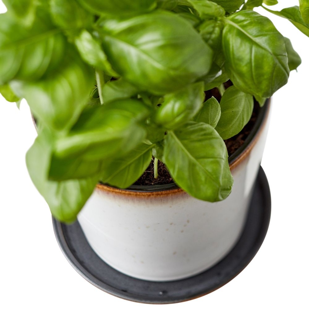 Bitz - Übertopf mit Unterteller - 10 cm - Schwarz/Creme Bitz - Übertopf mit Unterteller - 10 cm - Schwarz/Creme